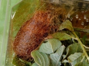 1643 Emperor Moth (Saturnia pavonia) - pupa