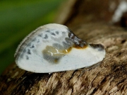 1651 Chinese Character (Cilix glaucata)