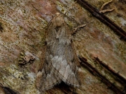 1663 March Moth (Alsophila aescularia)