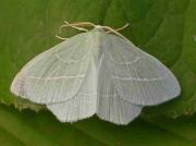 1673 Small Emerald (Hemistola chrysoprasaria)