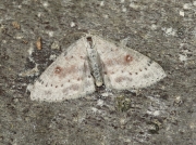1677 Birch Mocha (Cyclophora albipunctata)