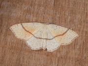 1680 Maiden's Blush (Cyclophora punctaria)