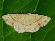 1680 Maiden's Blush (Cyclophora punctaria)