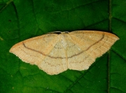 1681 Clay Triple-lines (Cyclophora linearia)