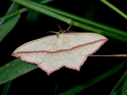 1682 Blood-vein (Timandra comae)