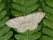 1689 Mullein Wave (Scopula marginepunctata)