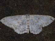 1689 Mullein Wave (Scopula marginepunctata)