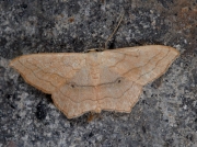 1690 Small Blood-vein (Scopula imitaria)