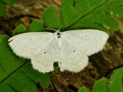 1692 Lesser Cream Wave (Scopula immutata)