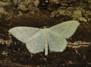 1693 Cream Wave (Scopula floslactata)
