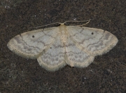 1702 Small Fan-footed Wave (Idaea biselata)