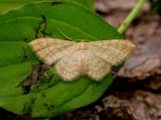1704 Silky Wave (Idaea dilutaria)