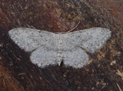 1707 Small Dusty Wave (Idaea seriata)