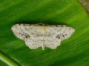 1708 Single-dotted Wave (Idaea dimidiata)