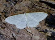 1709 Satin Wave (Idaea subsericeata)