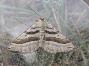 1718 Oblique Striped (Phibalapteryx virgata)