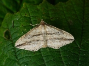 1719 Oblique Carpet (Orthonama vittata)