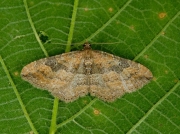 1720 The Gem (Orthonama obstipata)