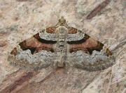1722 Flame Carpet (Xanthorhoe designata)