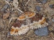 1724 Red Twin-spot Carpet (Xanthorhoe spadicearia)