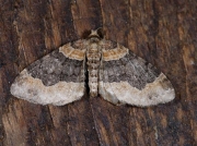 1725 Dark-barred Twin-spot Carpet (Xanthorhoe ferrugata)