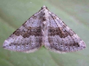 1731 Chalk Carpet (Scotopteryx bipunctaria)