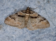 1735 Ruddy Carpet (Catarhoe rubidata)