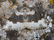 1740 Galium Carpet (Epirrhoe galiata)