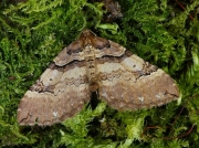 1746 Shoulder-stripe (Anticlea badiata)