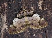 1747 The Streamer (Anticlea derivata)