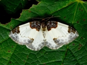 1748 Beautiful Carpet (Mesoleuca albicillata)