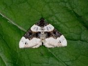 1752 Purple Bar (Cosmorhoe ocellata)