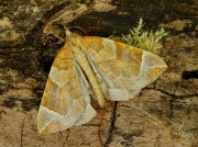 1755 The Chevron (Eulithis testata)