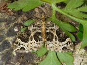 1759 Small Phoenix (Ecliptopera silaceata)