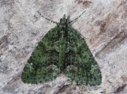 1760 Red-green Carpet (Chloroclysta siterata)