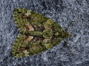 1760 Red-green Carpet (Chloroclysta siterata)