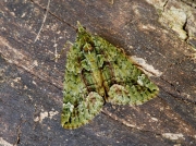 1760 Red-green Carpet (Chloroclysta siterata)