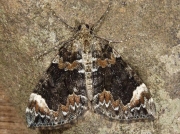 1762 Dark Marbled Carpet (Chloroclysta citrata)