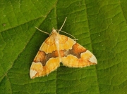 1765 Barred Yellow (Cidaria fulvata)