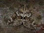 1769 Spruce Carpet (Thera britannica)