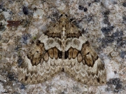 1769 Spruce Carpet (Thera britannica)