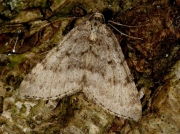 1775 Mottled Grey (Colostygia multistrigaria)