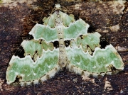 1776 Green Carpet (Colostygia pectinataria)