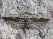 1781 Small Waved Umber (Horisme vitalbata)
