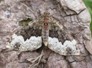 1793 Cloaked Carpet (Euphyia biangulata)