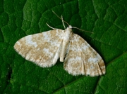 1808 Sandy Carpet (Perizoma flavofasciata)