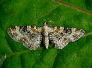 1817 Foxglove Pug (Eupithecia pulchellata) © Steve Ogden