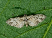 1819 Mottled Pug (Eupithecia exiguata) © 2015 Steve Ogden