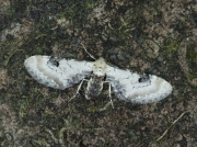 1825 Lime-speck Pug (Eupithecia centaureata)