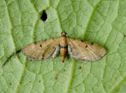 1830 Wormwood Pug (Eupithecia absinthiata)